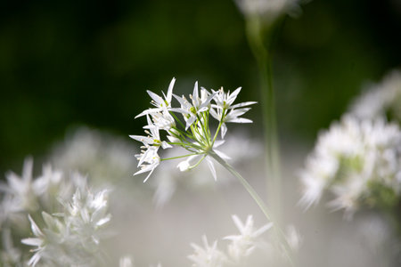 White wild garlic flower on a green background close-up macro photography