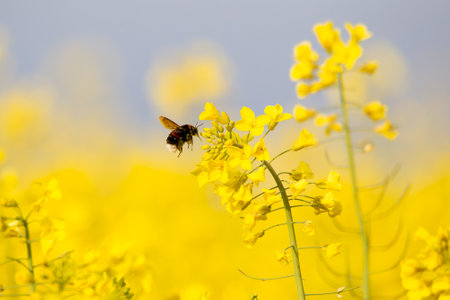 rapeseed field with bumble bee (brassica napus)の写真素材