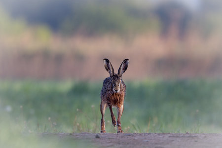 Field hare on the way while runningの写真素材