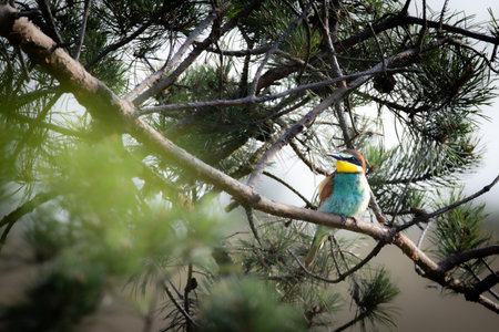Bee-eater sitting on a branch, Merops apiaster