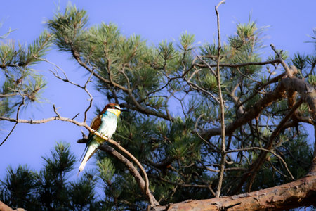 Bee-eater sitting on a branch, Merops apiaster