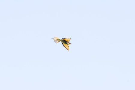 Bee-eater in flight