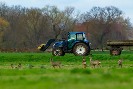 Roe deer and tractor on the meadow in springtime.