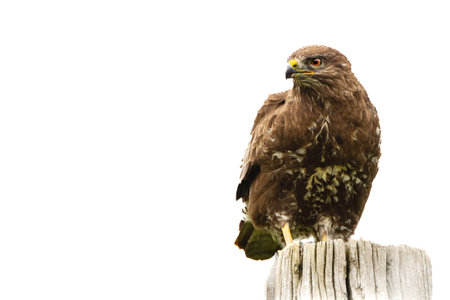 Common buzzard (Buteo buteo) isolated on white backgroundの写真素材