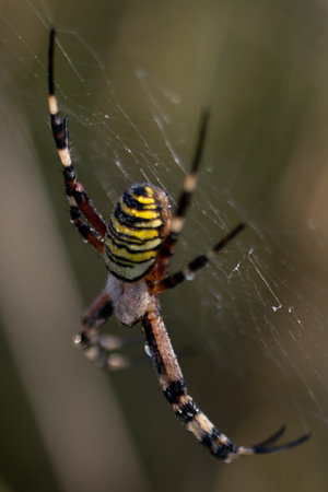 Wasp spider in web, orb-weaver spider in close-up macro, Argiope bruennichi.