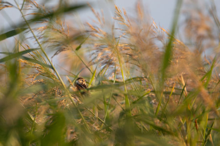 Reed Bunting (emberiza schoeniclus)Female In Reeds At Sunrise