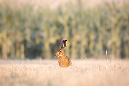 Field hare in the field, portrait