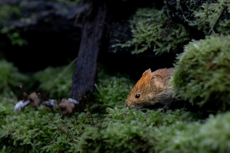 Close-up of a vole on a mossy forest floor