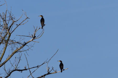 Cormorants (Phalacrocorax carbo) perched on an old tree in a natural environment, surrounded by water and lush vegetation.の写真素材