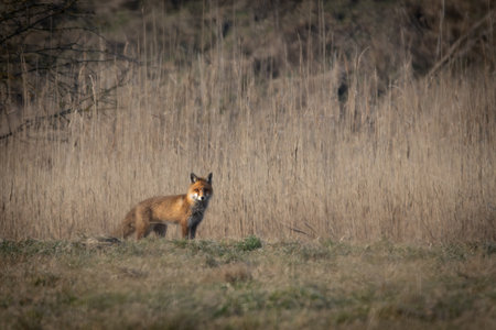 A red fox (Vulpes vulpes) in its natural habitat, surrounded by lush vegetation and woodland.