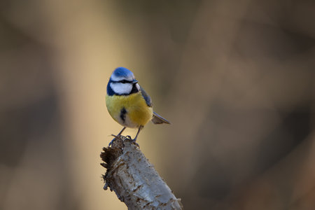 A beautiful and cute Eurasian blue tit (Cyanistes caeruleus) in its natural environment. The small songbird, with its vibrant blue and yellow plumage, perches gracefully on a branchの写真素材