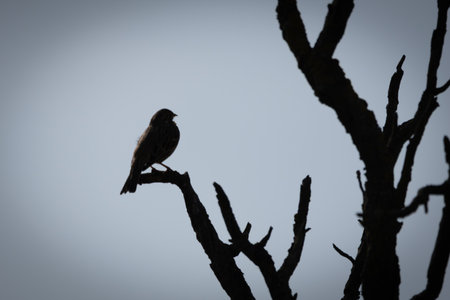 A Corn Bunting (Emberiza calandra) in silhouette on a branch.の写真素材