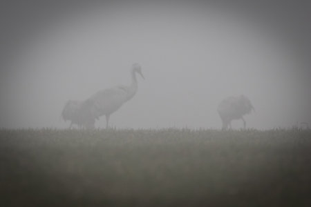Cranes (Grus grus) in the mist on a field.の写真素材