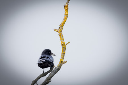 A Carrion Crow (Corvus corone) on a branch.の写真素材
