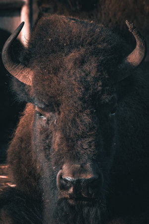 Portrait of a European bison (Bison bonasus).の写真素材