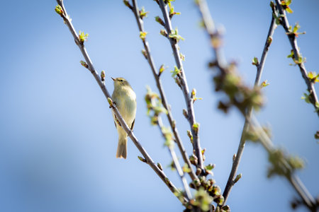 A Chiffchaff (Phylloscopus collybita) performing its courtship display on a branch. The small,...