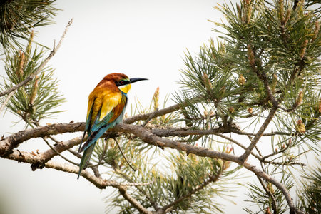 A European Bee-eater (Merops apiaster) on a branch in its natural environment. The vividly colored...