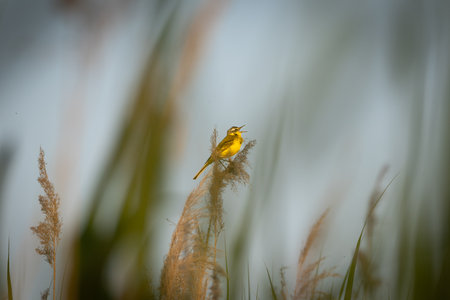 A western yellow wagtail (Motacilla flava) perches among the reeds.