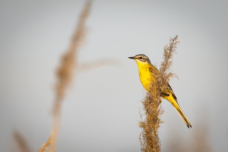 A western yellow wagtail (Motacilla flava) perches among the reeds.の写真素材