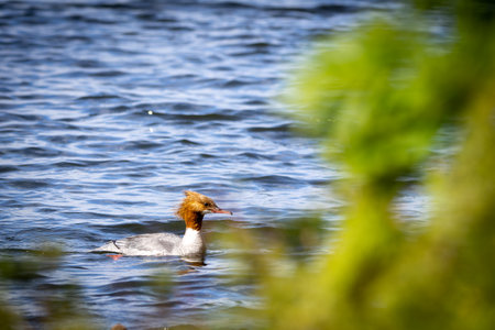 Female common merganser (Mergus merganser) swimming on calm water â typical scene from Nordic lake habitat.の写真素材