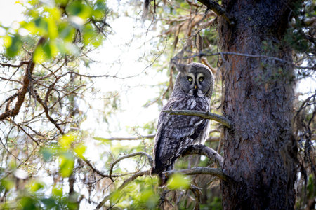 Great Gray Owl (Strix nebulosa) in a tree