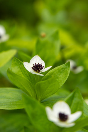 Close-up of a Swedish bunchberry (Cornus suecica) flower in its natural habitat in Northern Europe.の写真素材