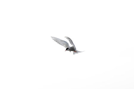 Tern (Sterna sp.) in flight above water â elegant silhouette of a seabird in natural habitat.の写真素材