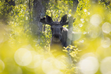 Moose bull (Alces alces) in forest looking into camera â impressive wildlife in Nordic nature.の写真素材