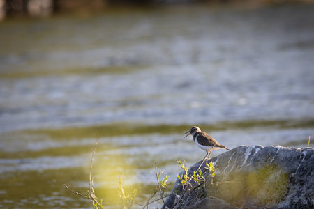Common sandpiper (Actitis hypoleucos) in natural riverside habitat â€“ typical European wader...