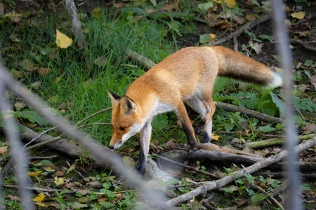 A red fox (Vulpes vulpes) searching for food in its natural habitat. The photo captures the animal's...