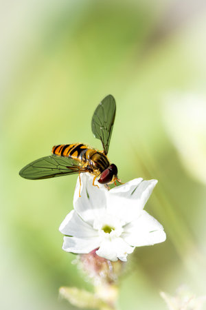 Hoverfly in flight approaching a white flower, detailed macro image showing wings and striped body...