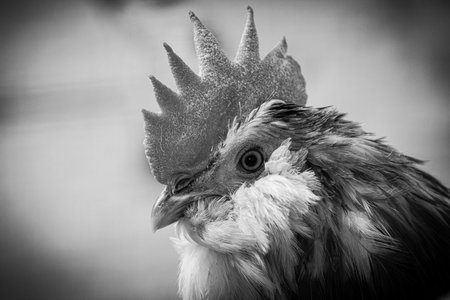 Black and White Portrait of a Roosterの写真素材