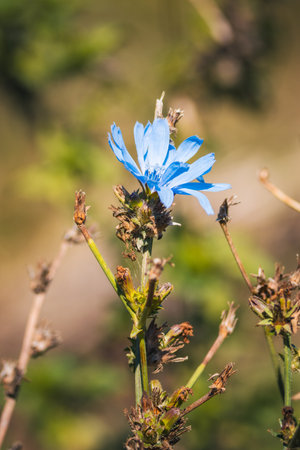 Close-up of a Cornflowerの写真素材