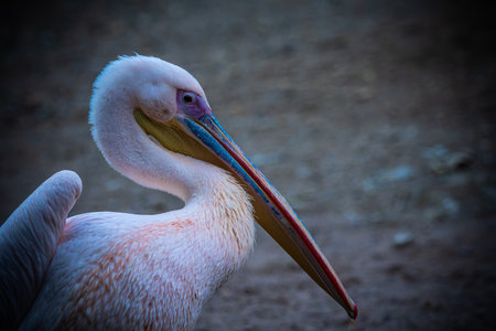 Pelican portrait â detailed close-up of a majestic water birdの写真素材