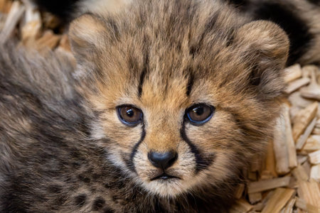 Cheetah Cub Portrait â Detailed Close-Up of a Young Big Cat in the Zooの写真素材