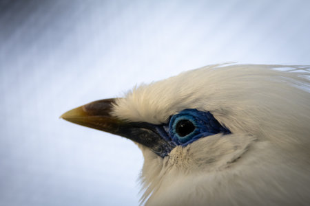 Bali Starling (Leucopsar rothschildi) Close-Up â€“ Detailed Portrait of a Critically Endangered...