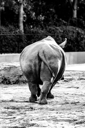 Black and white photo of a rhinoceros