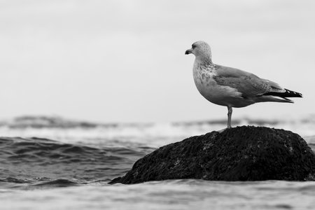 Herring gull standing on a rock in the water with waves surrounding it, detailed coastal wildlife imageの写真素材