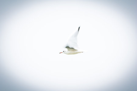 Black-headed gull in flight â elegant seabird captured mid-airの写真素材
