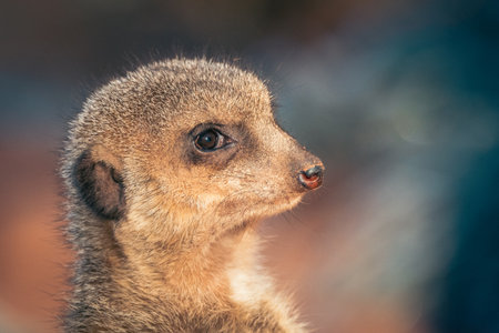 A close-up portrait of a meerkat (Suricata suricatta) in its natural habitat. The photograph highlights the animal's facial features, fur texture, and alert expression. Perfect forの写真素材