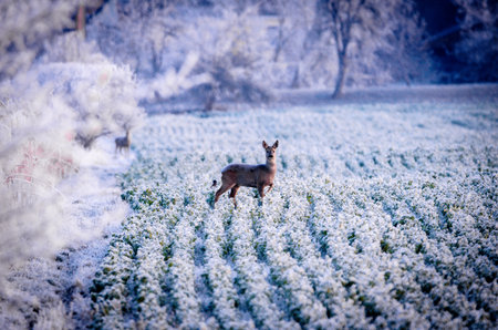 Deer standing on an open field covered in delicate morning hoarfrost. The frozen grass, soft winter light, and calm presence of the animals create a serene and atmospheric sceneの写真素材