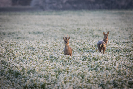 Roe deer standing on an open field covered in delicate morning hoarfrost. The frozen grass, soft winter light, and calm presence of the animals create a serene and atmospheric sceneの写真素材