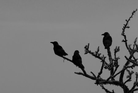The silhouette of a raven perched on a branch, captured in strong backlight. The dark outline of the bird creates a mysterious, atmospheric, and high-contrast scene against the briの写真素材