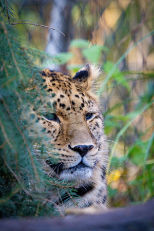 Portrait of a leopard (Panthera pardus) photographed in a zoological environment. The distinctive...