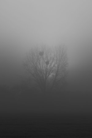 A single tree surrounded by dense fog creates a calm, mystical, and minimalist landscape atmosphere. Soft contrasts and limited visibility evoke feelings of silence, solitude, andの写真素材