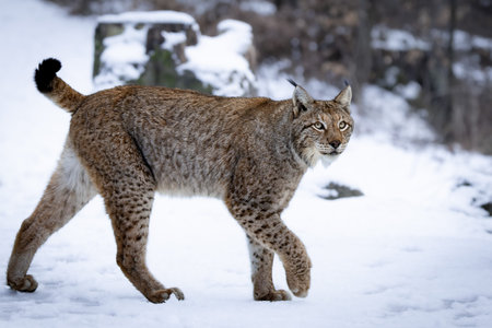Wild Eurasian Lynx in the Snow in the Harz Mountains (Lynx lynx)