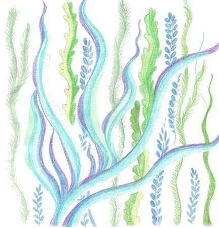 various seaweed on a white backgroundの写真素材