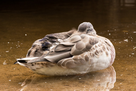 Shy Duck Hiddingの写真素材