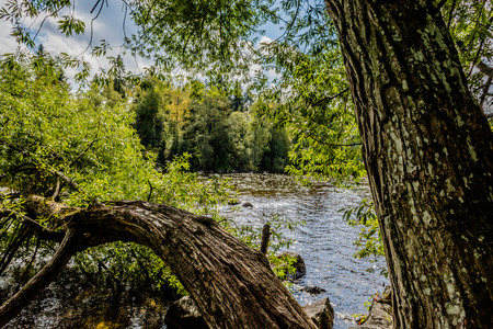 Tree in Lakeの写真素材