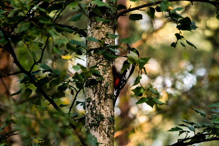 Bird in Treeの写真素材